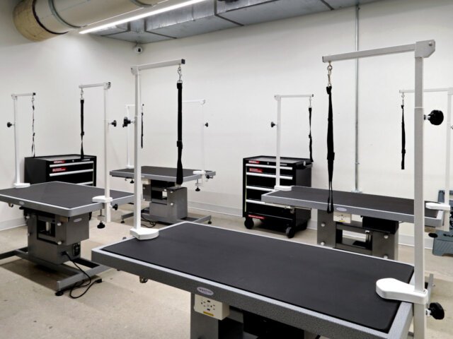 Barkin' Creek - Rainey