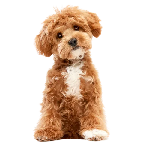 Barkin’ Creek is named Austin’s #1 Dog Spa for grooming and bathing