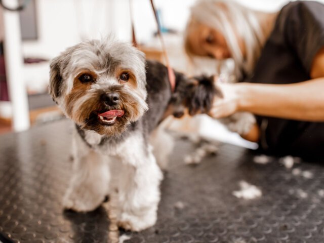 Dog Grooming & Bathing