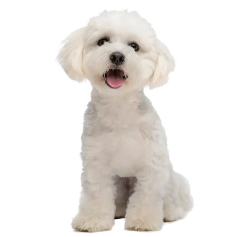 Visit Barkin' Creek and get your fur baby started down the road to healthy living.