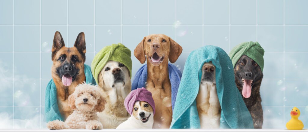 Grooming and Feeding Happy Healthy Dogs