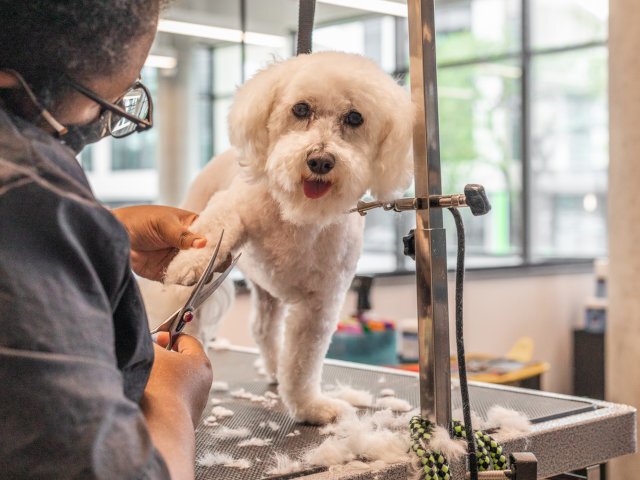At Barkin' Creek in Rainey our highly trained staff ensures your pet will have a relaxing experience while in our care.